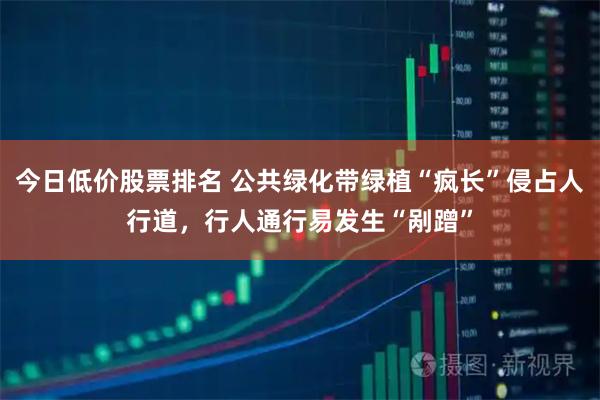今日低价股票排名 公共绿化带绿植“疯长”侵占人行道,行人通行易发生“剐蹭”